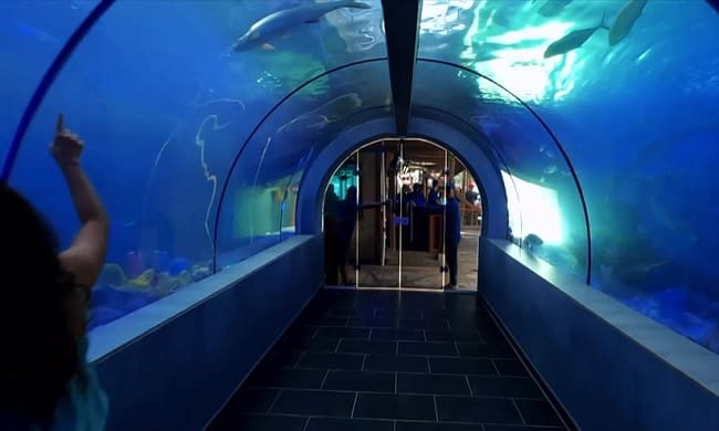 Acuario y Museo del Mar en Santa Marta: precios, ubicación, cómo llegar y qué hacer